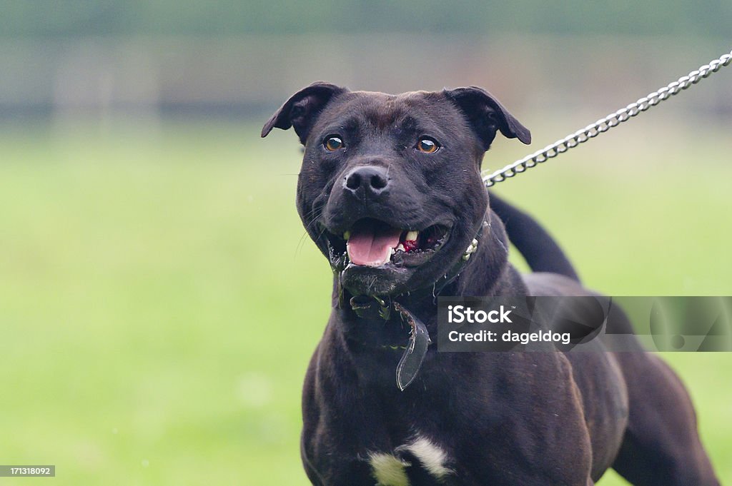 Staffordshire Bull Terrier