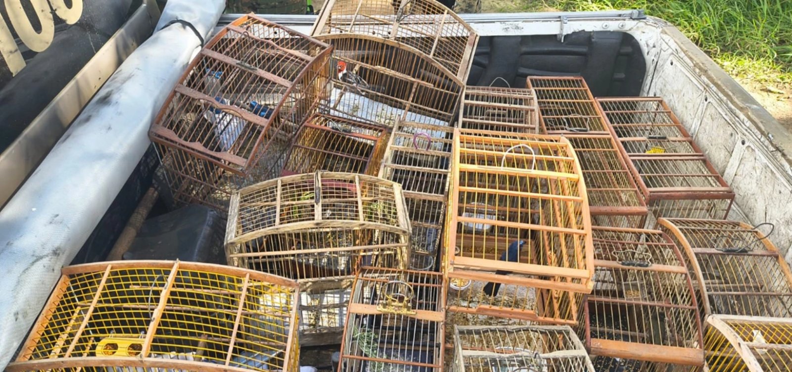185367,mais-de-140-aves-silvestres-sao-resgatadas-de-cativeiro-ilegal-em-operacao-na-bahia-3